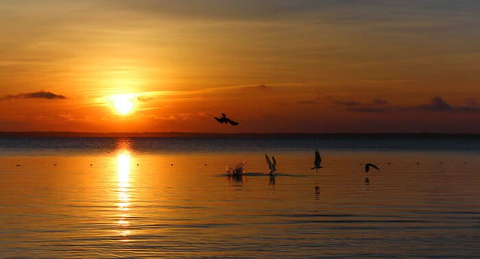 outer banks osprey sunset