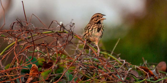 outer banks sparrow