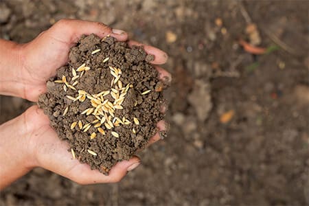 outer banks winter seed outer banks winter seed