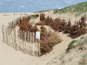 obx recycle trees dunes obx recycle trees dunes