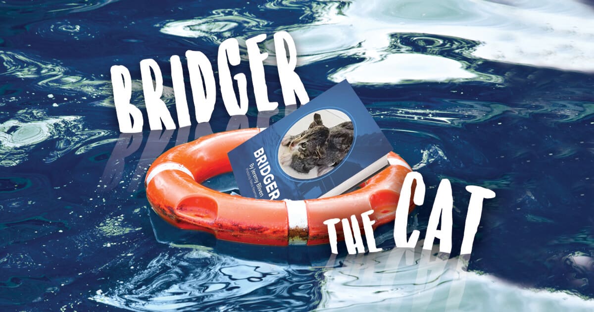 Bridger the Cat