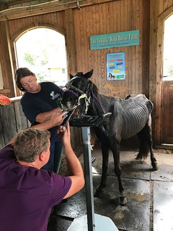 corolla wild horse captain