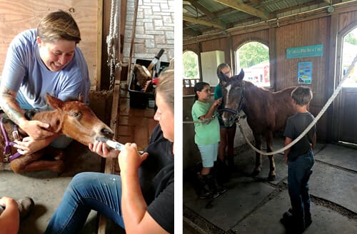 corolla wild horse care