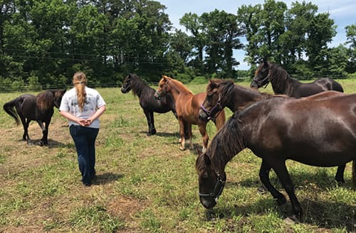 corolla wild horses field