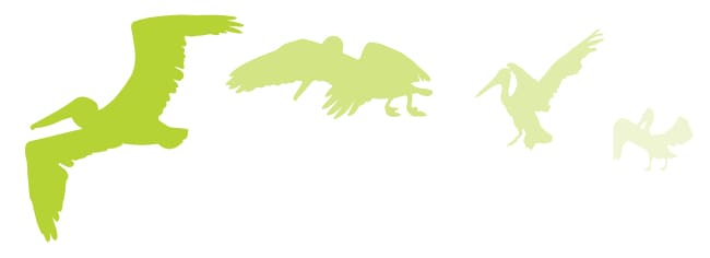 Jug handle bridge ecology pelicans 1