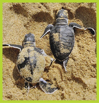 obx jug handle turtles