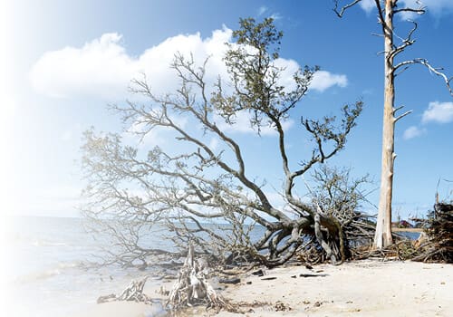ghost-tree-4 Ghost tree 4 1
