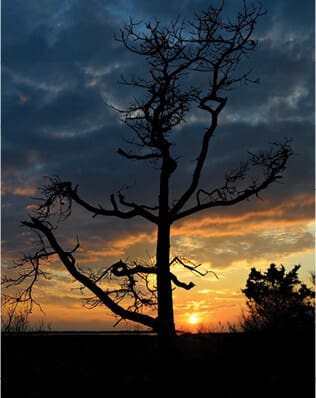 ghost-tree-6 Ghost tree 6