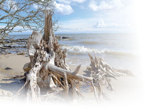 ghost-tree-manteo-1 ghost tree manteo