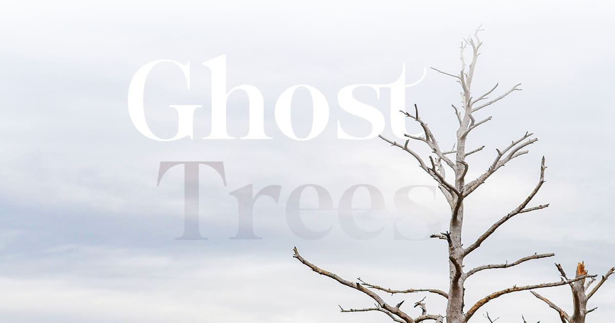 Ghost Trees