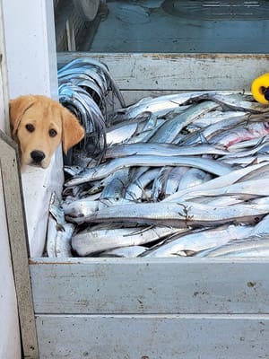manteo fresh catch fish