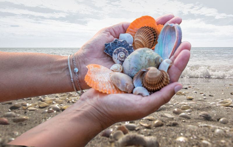 shelling Outer Banks