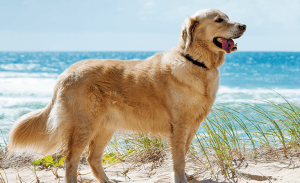 obx cutest pets contest