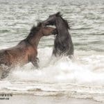 © Wild Horse Adventure Tours