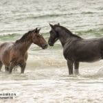 © Wild Horse Adventure Tours