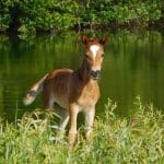 © Wild Horse Adventure Tours
