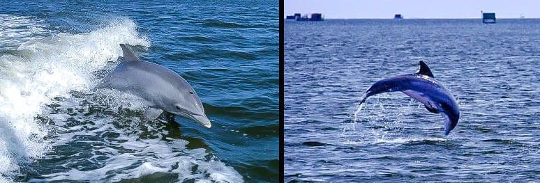 Outer Banks Cruises and Dolphin Tours