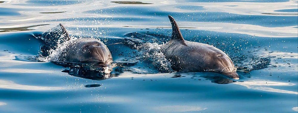 Outer Banks Cruises and Dolphin Tours