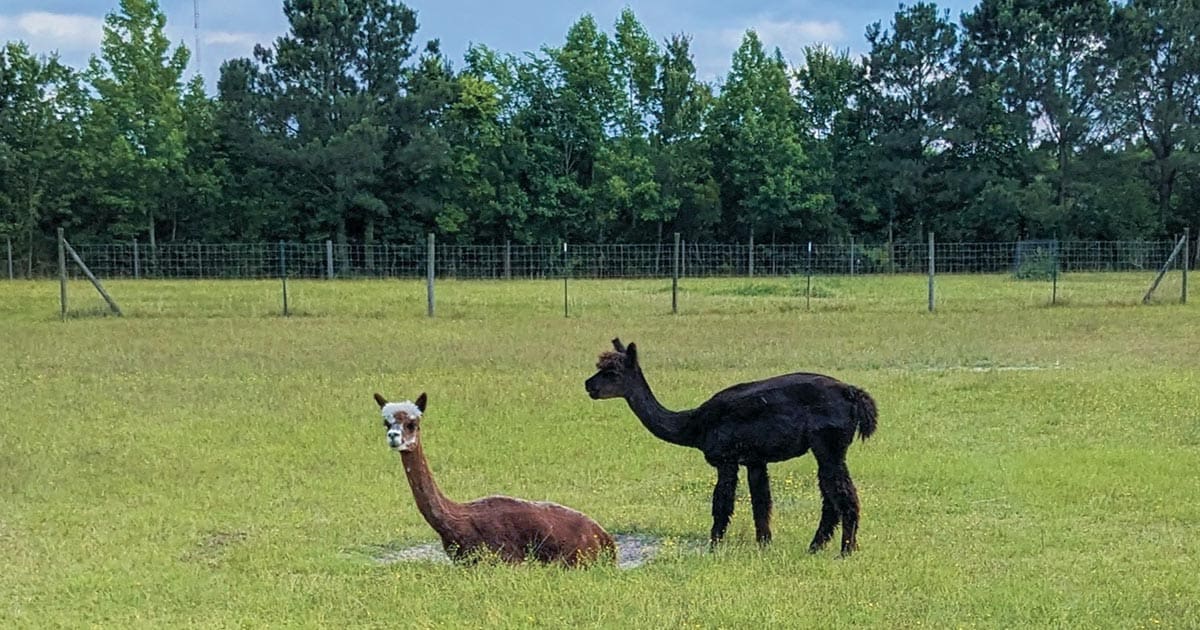 A Guide to the Most Unique Farms of Currituck