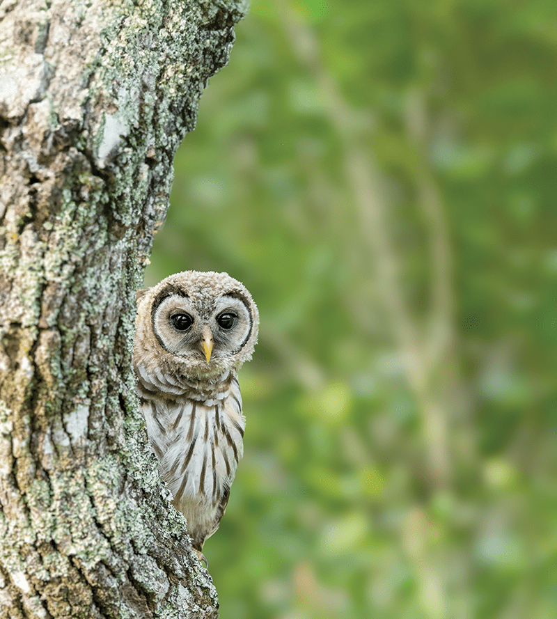 This bird might appear to be hiding in the tree at Alligator River, but young Barred Owls are actually hard to miss in May and June because of the racket they make. “The easiest way to find them is when the young fledge from the nest, they have a very unique call that is nothing like a hoot,” Buckler explains. “They do this begging call that’s a real screechy thing, so that makes them much easier to find.” Photo by Mark Buckler Photography