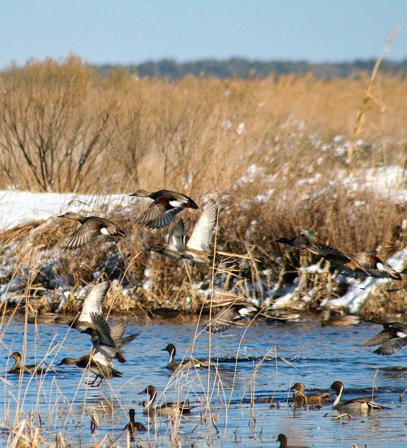 Gadwall Ducks taking flight at Mackay Island Wildlife Refuge.Photo by Mike Hoff, US Fish & Wildlife