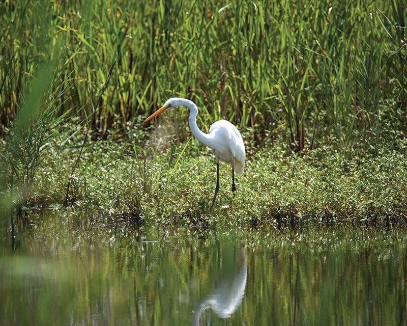 Great Egret waiting for prey in a Mackay Island marsh. Mackay Island National Wildlife Refuge is home to a remarkable diversity of wading birds. Photo by Kip Tabb
