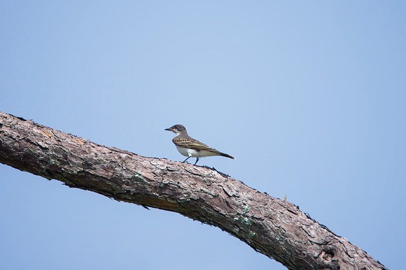 astern Kingbird perches on a tree branch at Mackay Island National Wildlife Refuge.Photo by Kip Tabb