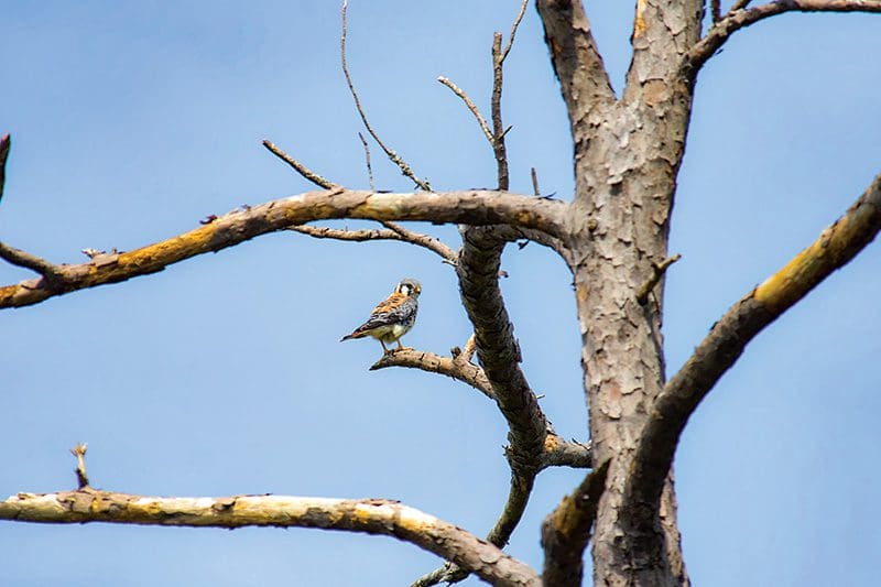 An American Kestrel, the smallest North American Falcon, perches in a pine tree at Mackay Island. Photo by Kip Tabb